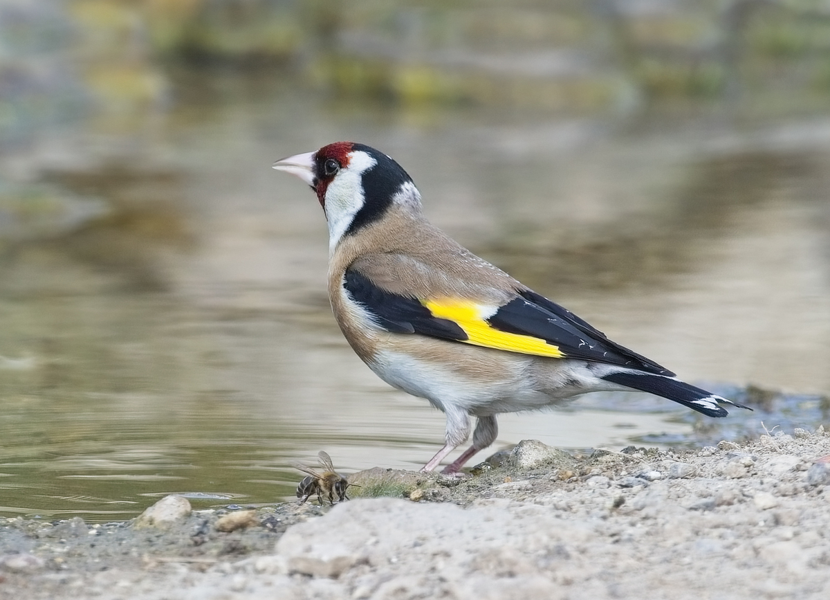3rd Goldfinch with wasp by John Hughes